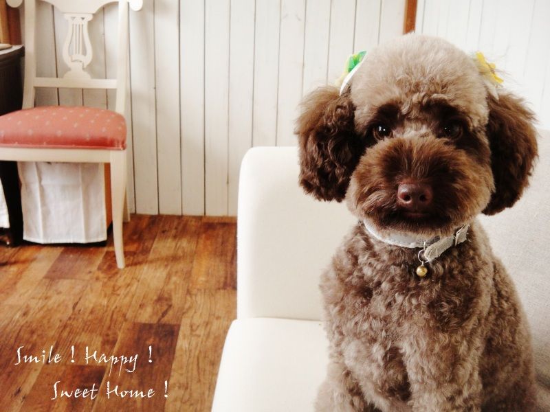 Smile! Happy! Sweet Home!
