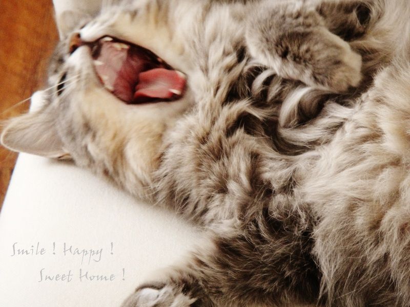Smile! Happy! Sweet Home!
