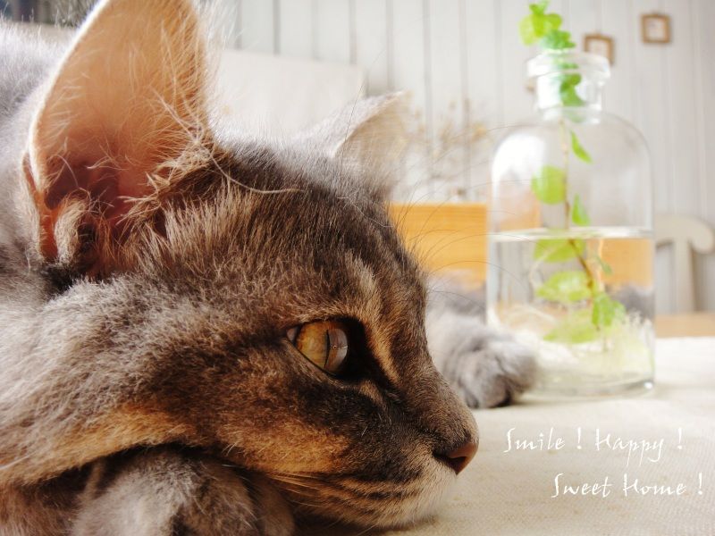 Smile! Happy! Sweet Home!