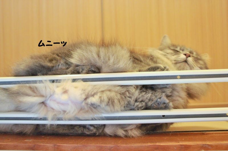 Smile! Happy! Sweet Home!