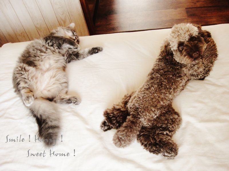 Smile! Happy! Sweet Home!