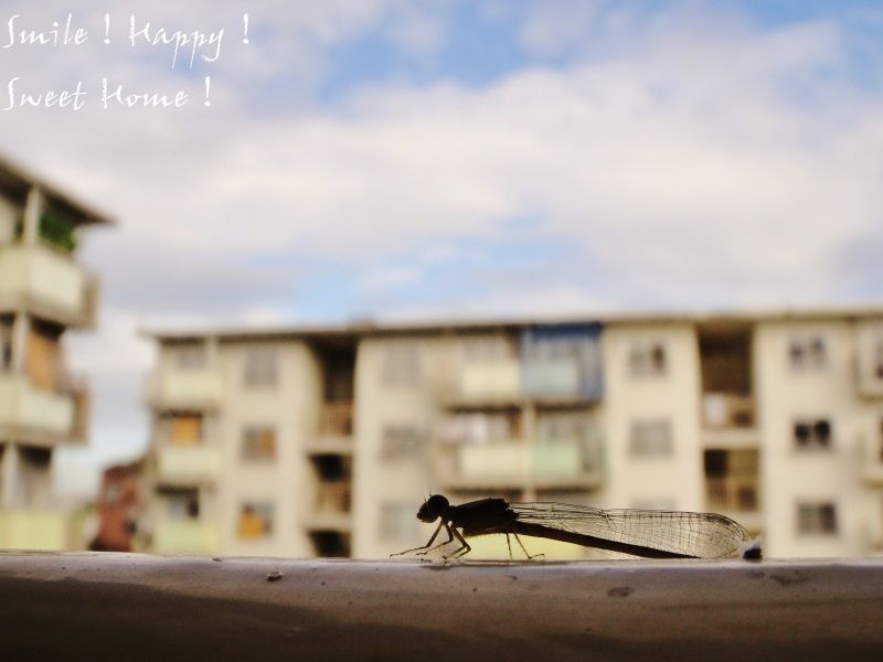Smile! Happy! Sweet Home!