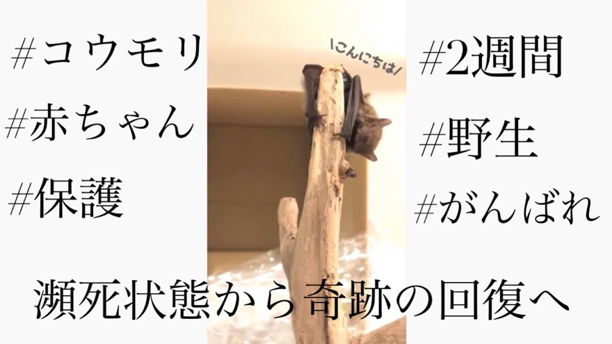 コウモリ保護 瀕死状態から奇跡の回復までの記録 そうだ お家をつくろう