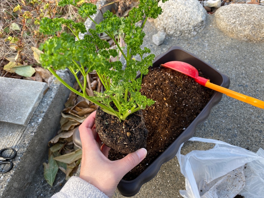 パセリの苗を植える