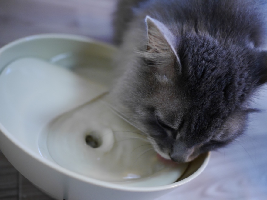 猫の飲水量UP