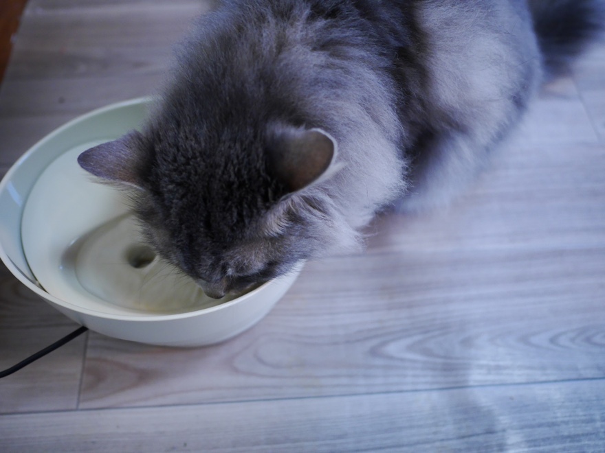 猫の飲水量UP