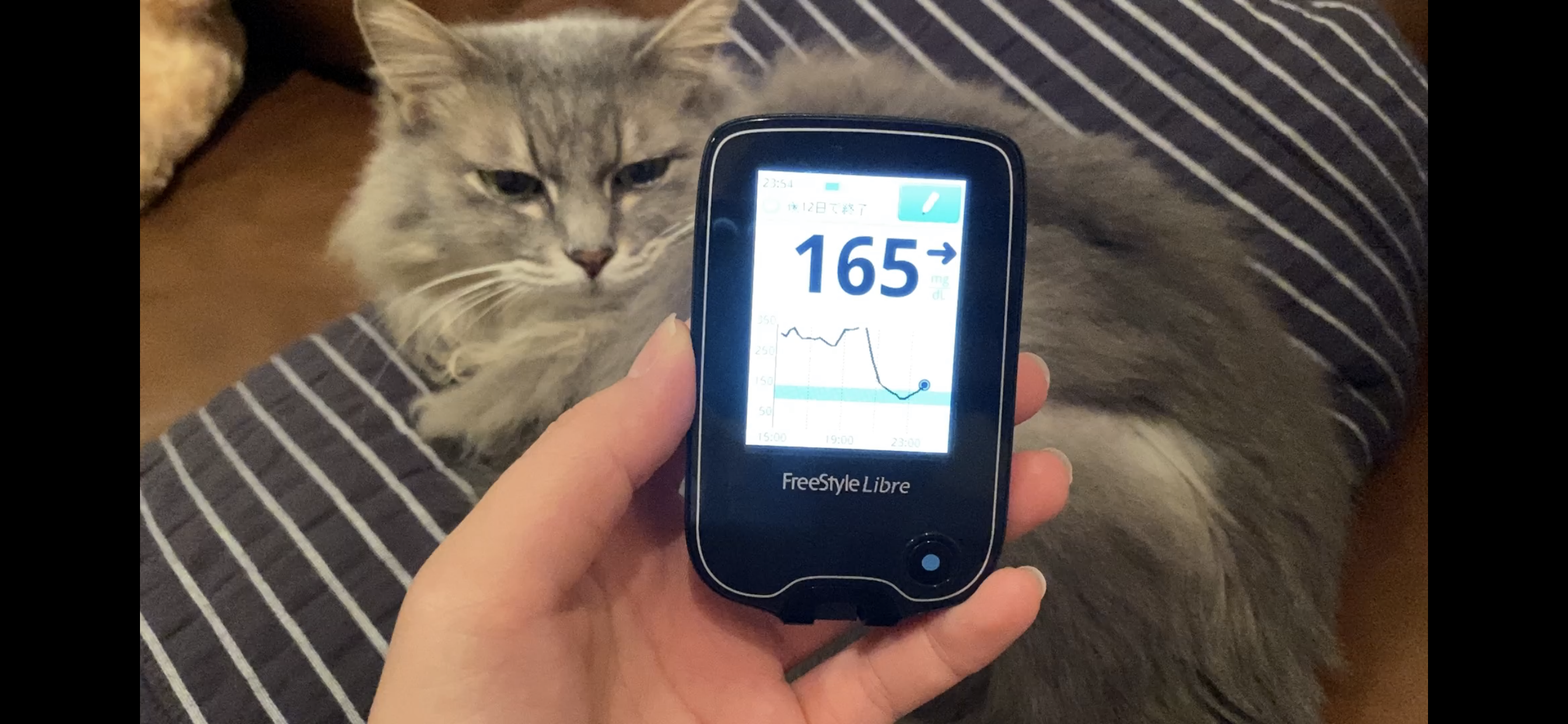 猫の糖尿病との付き合い方